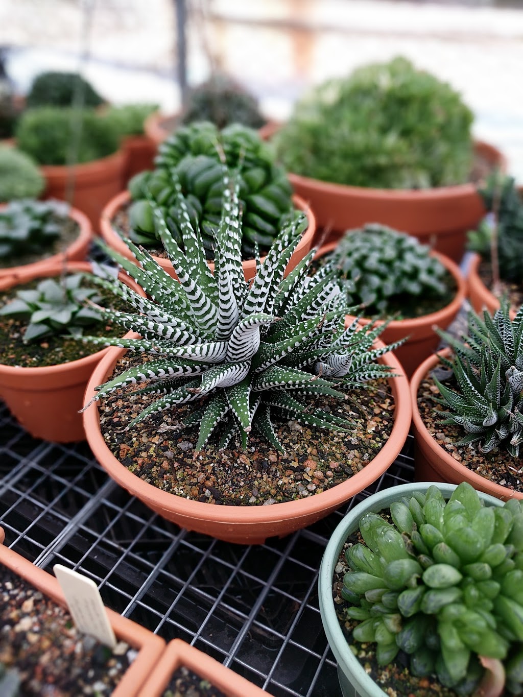 Hamiltons World of Cacti | store | 2 Fourth Ave, Llandilo NSW 2747, Australia | 0247774876 OR +61 2 4777 4876