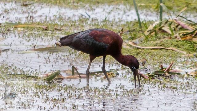 Edithvale Wetlands Discovery Centre | 278 Edithvale Rd, Chelsea Heights VIC 3196, Australia | Phone: 13 17 22