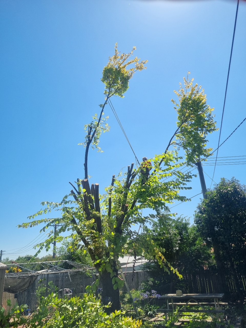 KTS Tree Services Crescent Head | 35 Belmore St, Crescent Head NSW 2440, Australia | Phone: (02) 6405 9111