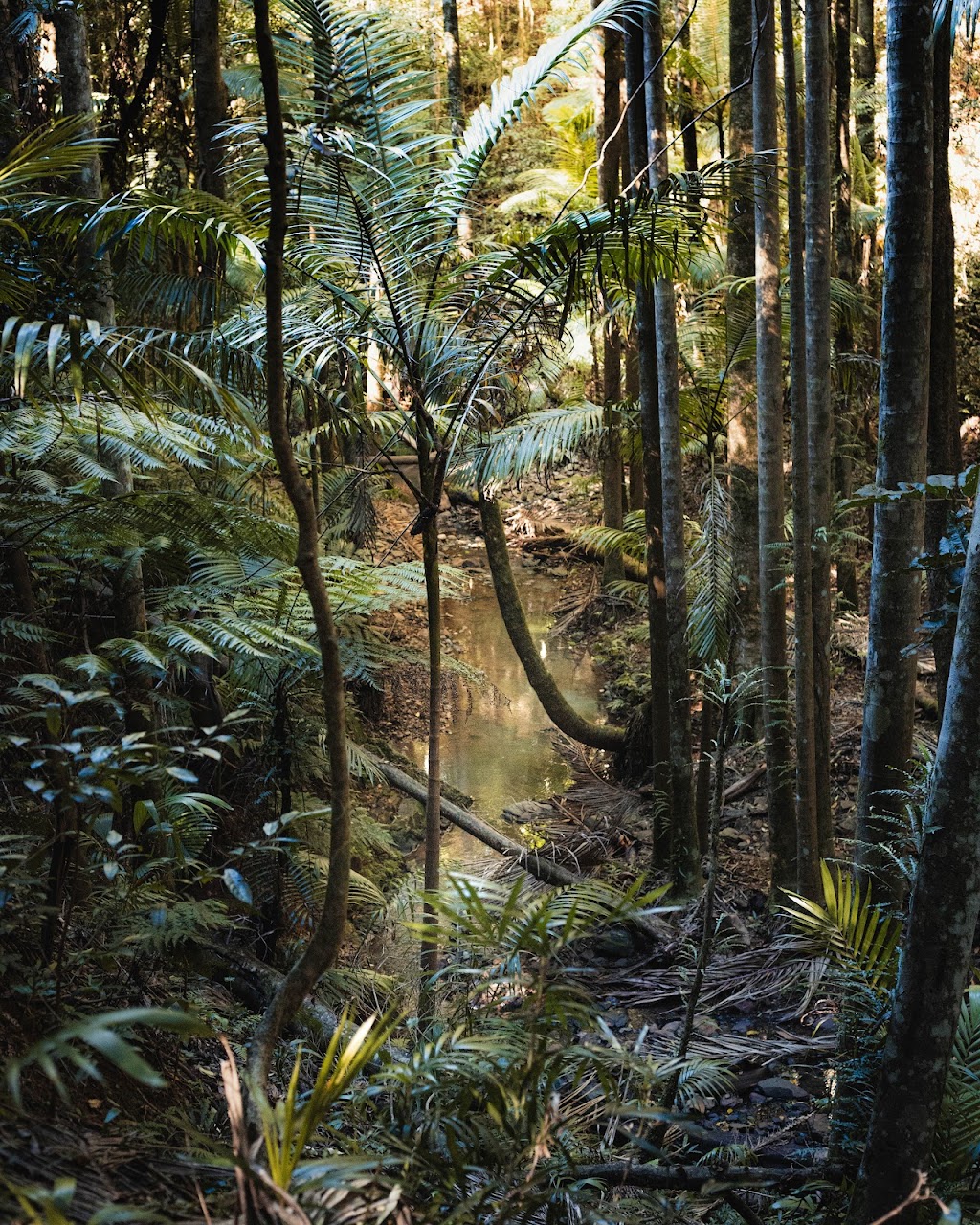 Brisbane Mountain Tours | Unit 1/1863 Mount Nebo Rd, Mount Nebo QLD 4520, Australia | Phone: 0487 986 877