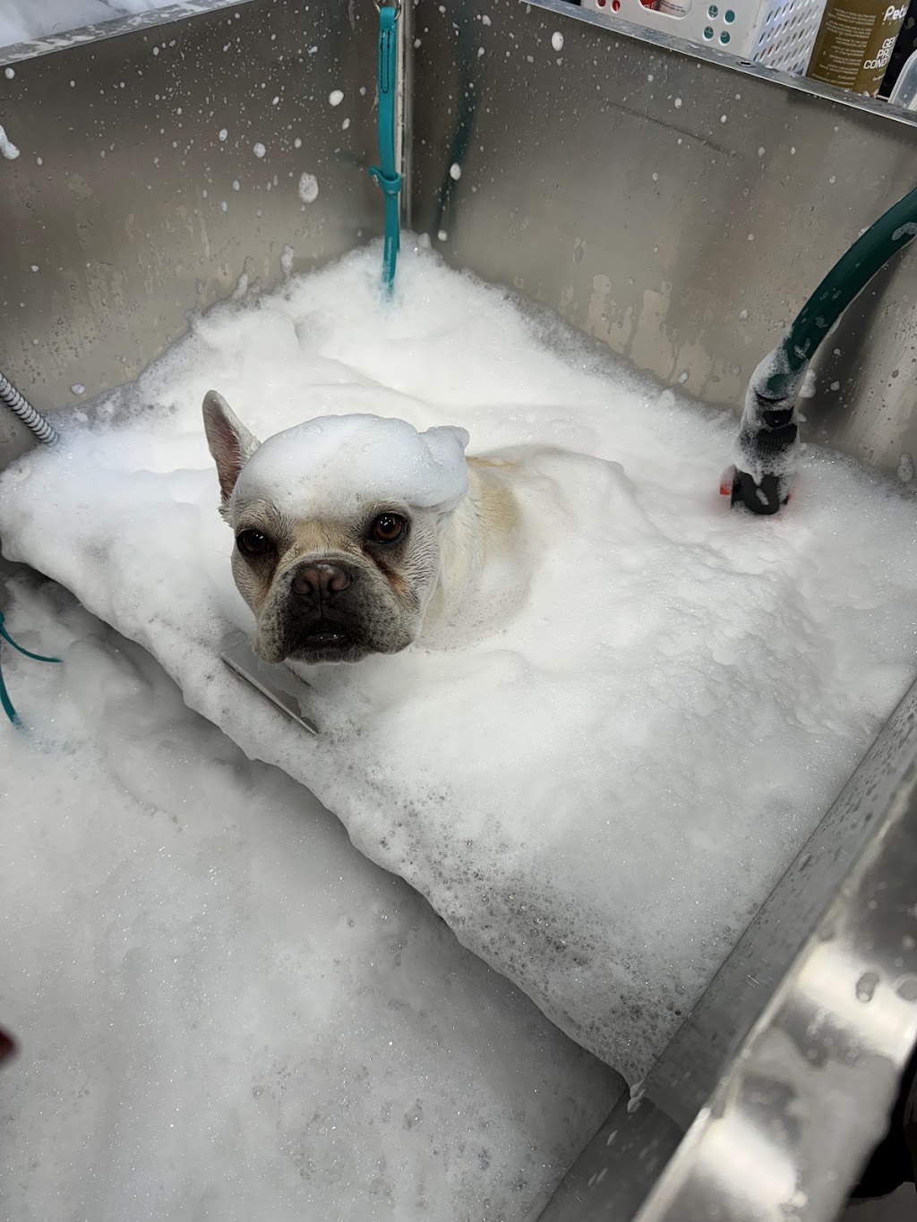 Paws and Claws Squeaking Point | 97 Shannon Dr, Port Sorell TAS 7307, Australia | Phone: 0409 920 867