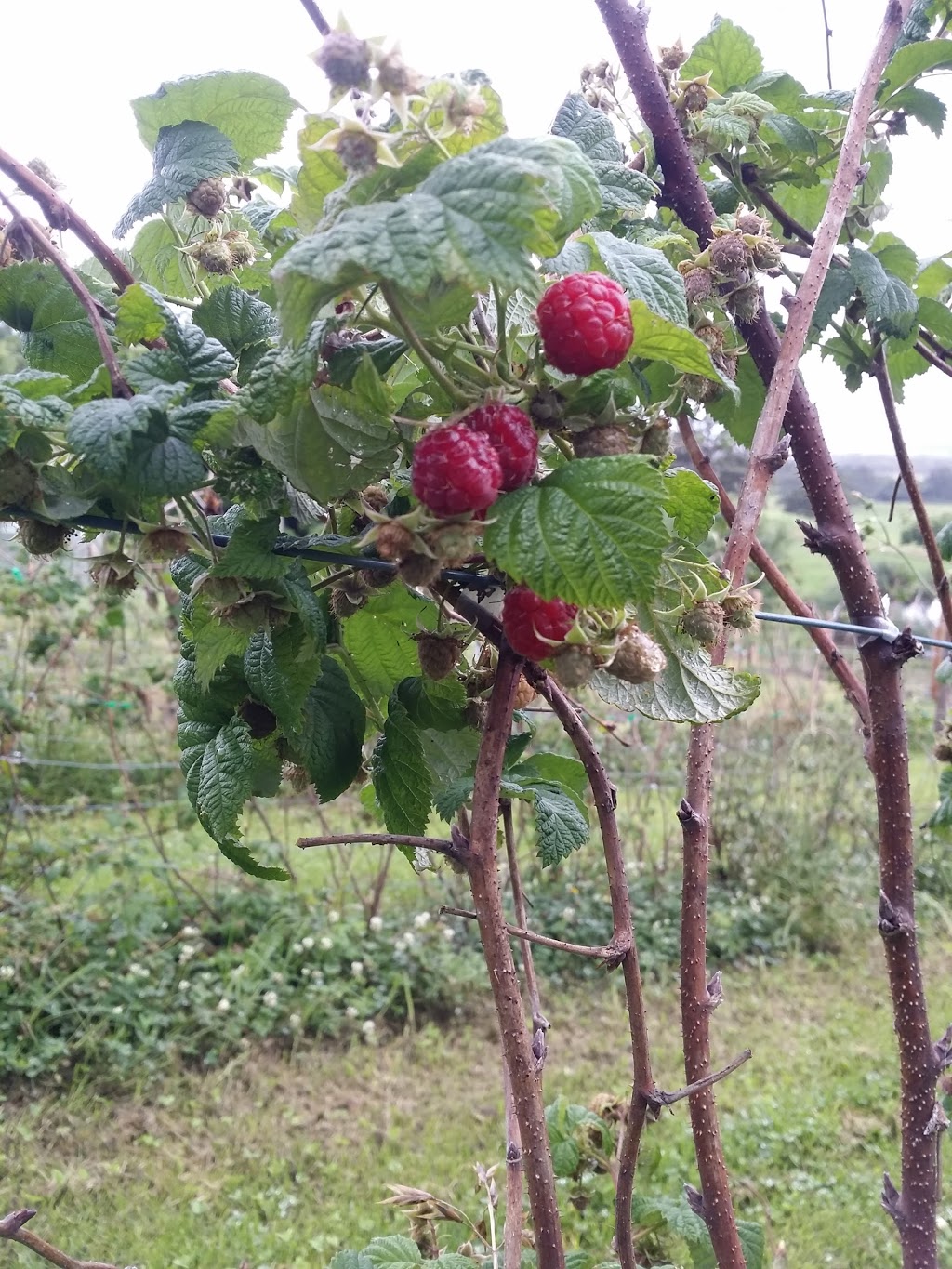 Kareelah Berry Farm | 522 Marshall Mount Rd, Marshall Mount NSW 2530, Australia