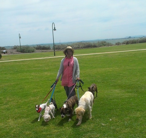 Dogtime Pet Services - Dog Trainer | Dendy St, Brighton East VIC 3187, Australia | Phone: 0435 179 200