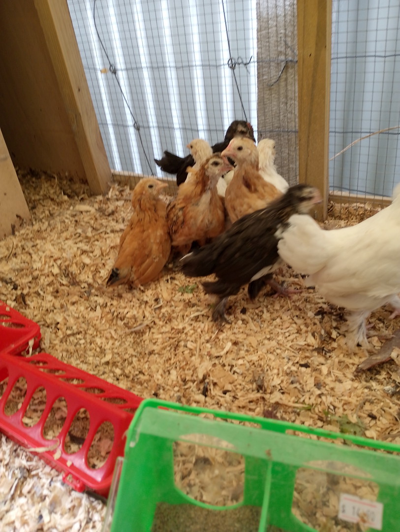The Chook Shop | 12 Murray St, Casterton VIC 3311, Australia | Phone: 0401 203 447