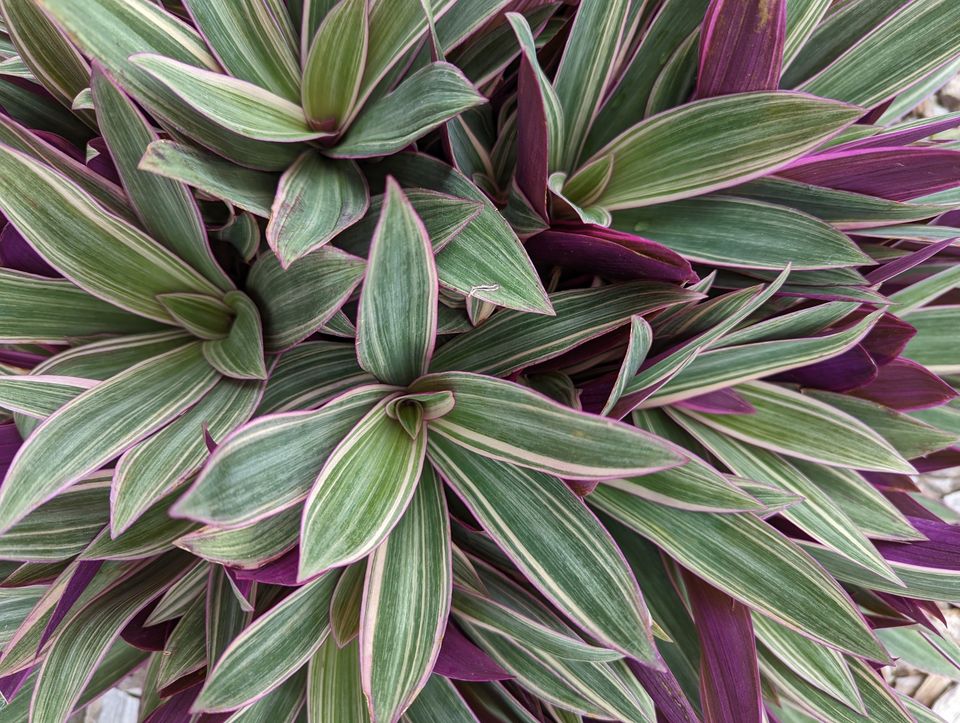 Roots Shoots & Leaves Garden Maintenance | 17 Connaghan Ave, East Corrimal NSW 2518, Australia | Phone: 0490 797 129