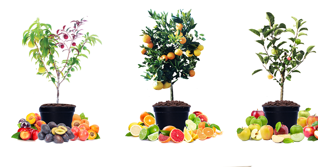 Fruit Salad Tree Company |  | Littles Loop Rd, Rollands Plains NSW 2441, Australia | 0265858115 OR +61 2 6585 8115