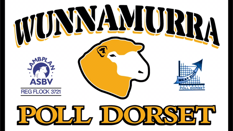 Wunnamurra Poll Dorsets | 2797 Berrigan Rd, Jerilderie NSW 2716, Australia | Phone: 0429 660 584