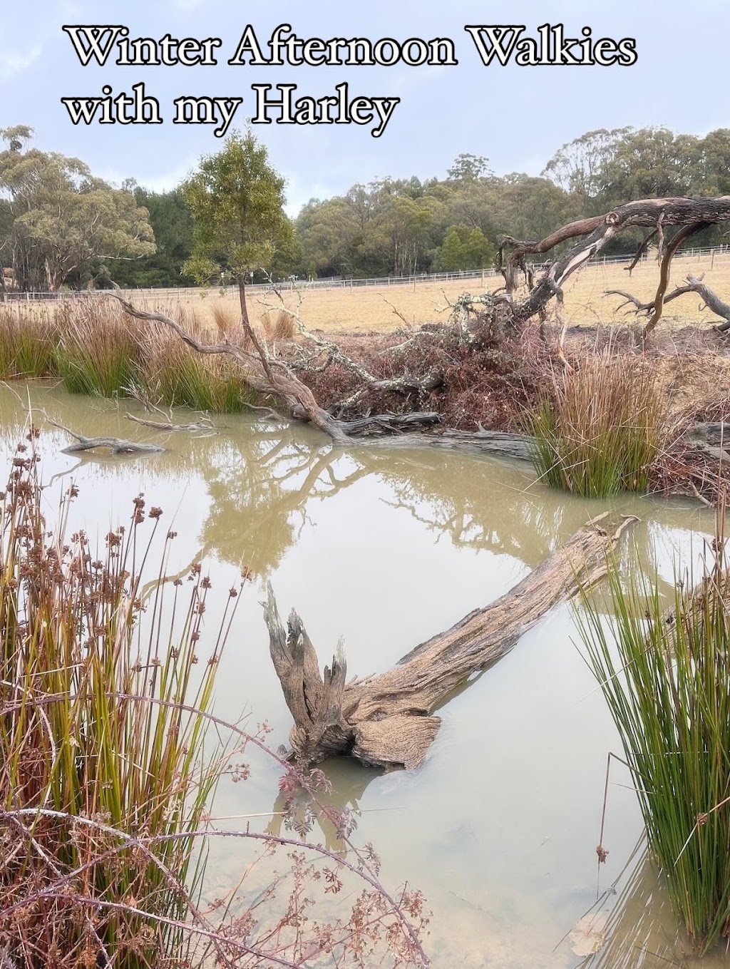 Dutchy of Cornwall | 20 Old Cartons Ln, Gordon VIC 3345, Australia | Phone: 0419 287 497