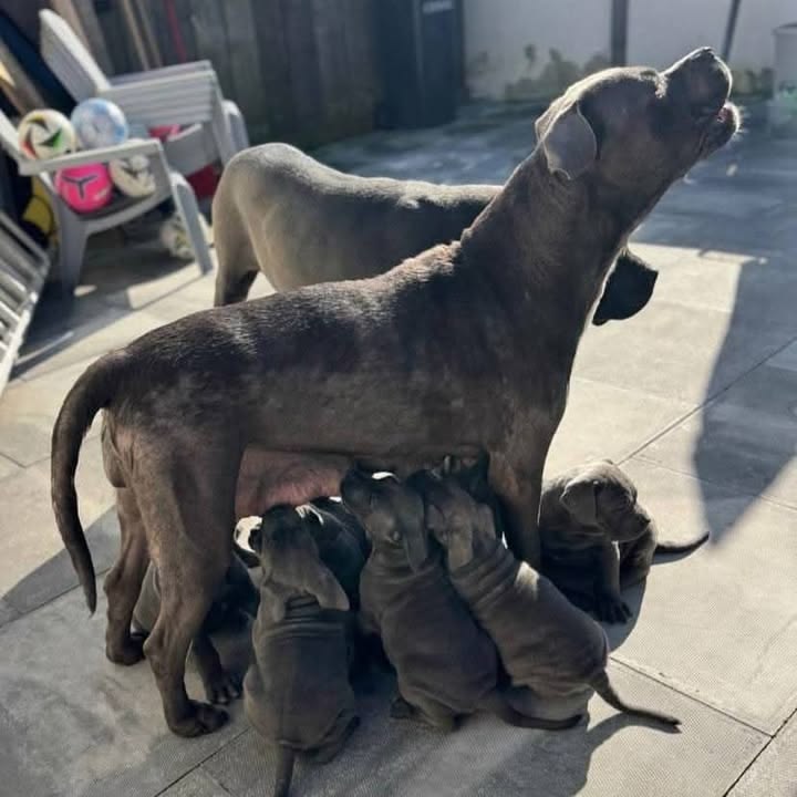 Staffy puppy for adoption | Great Ocean Rd, Lorne VIC 3232, Australia | Phone: 0468 134 315