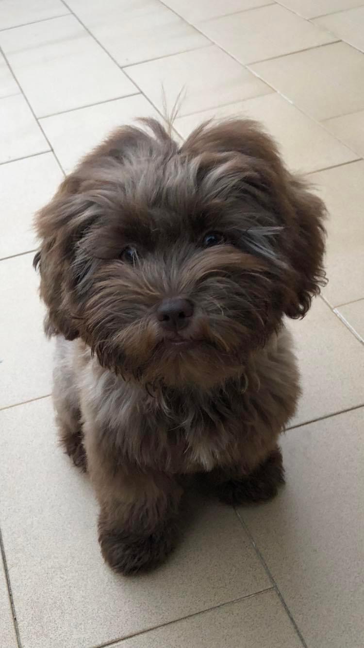 ICBOO- Inverness Breeder Of Companion Oodles | 4 Golf Links Rd, Glen Innes NSW 2370, Australia | Phone: 0421 351 649