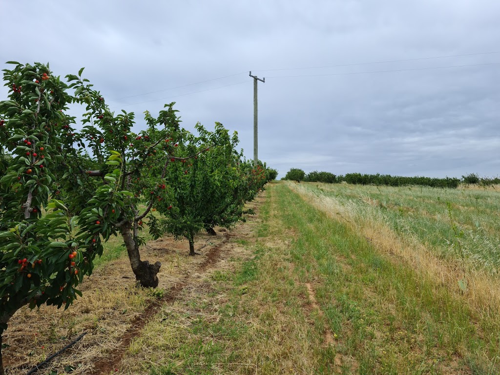 Ballinaclash Orchard and Cellar Door | 4321-4335 Olympic Hwy, Young NSW 2594, Australia | Phone: 0418 271 770