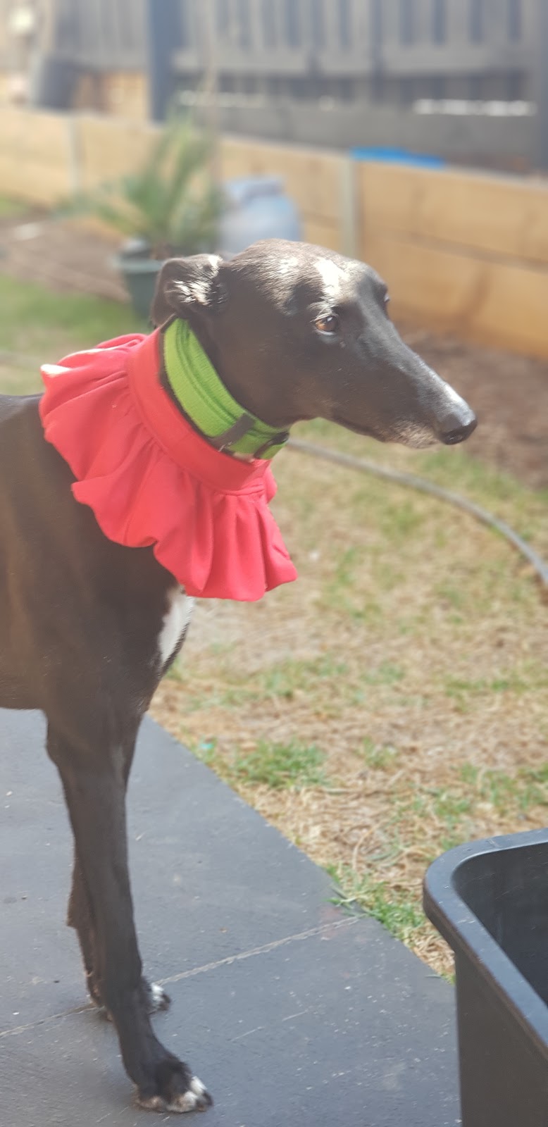 Greyhound Adoption Program | 298 Goulburn Valley Hwy, Seymour VIC 3660, Australia | Phone: (03) 5799 0166