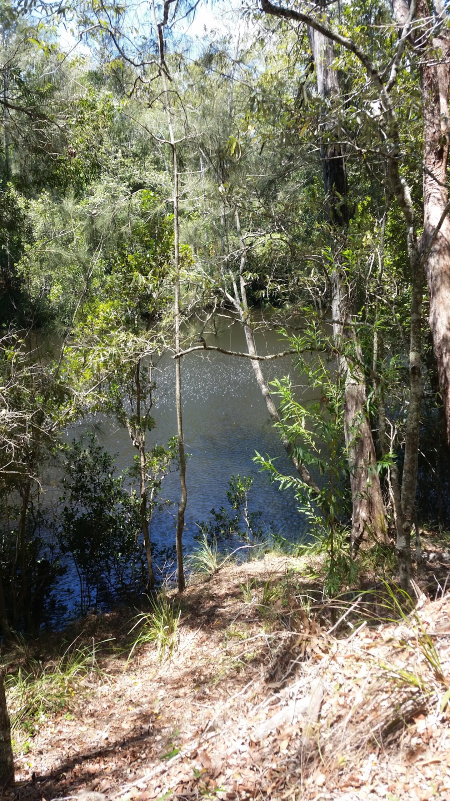 Brimbin Nature Reserve | Old Port Macquarie Rd, Taree NSW 2430, Australia | Phone: (02) 6552 4097