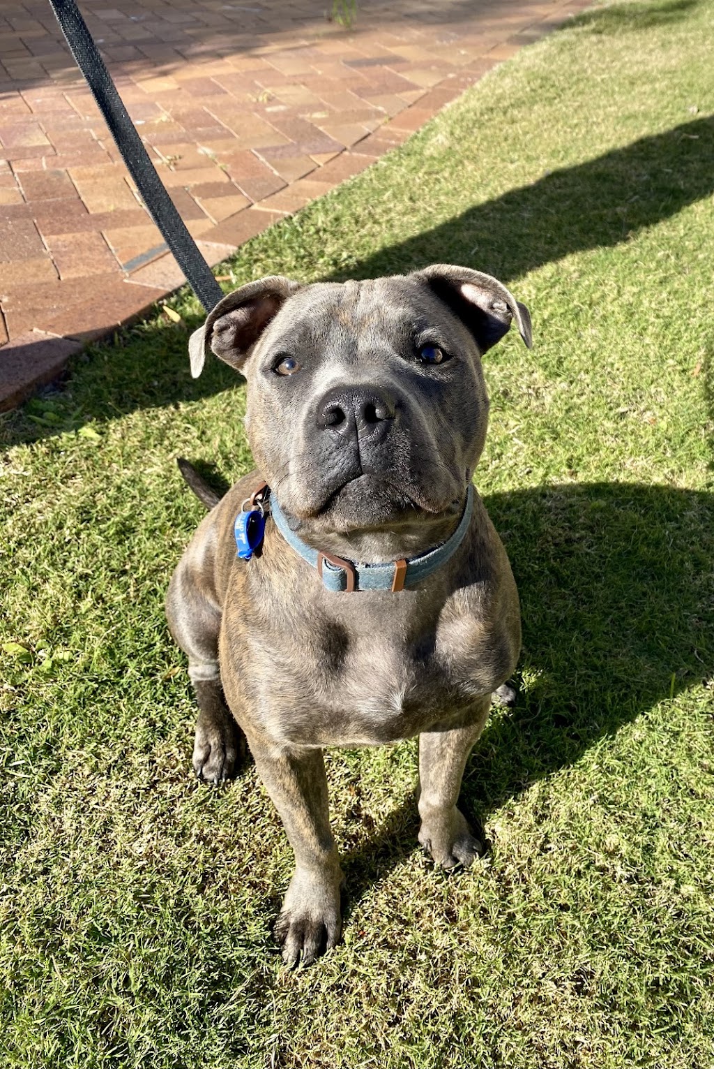 Bayside K9 Training | 36 Solway Cres, Carbrook QLD 4130, Australia | Phone: 0411 668 696