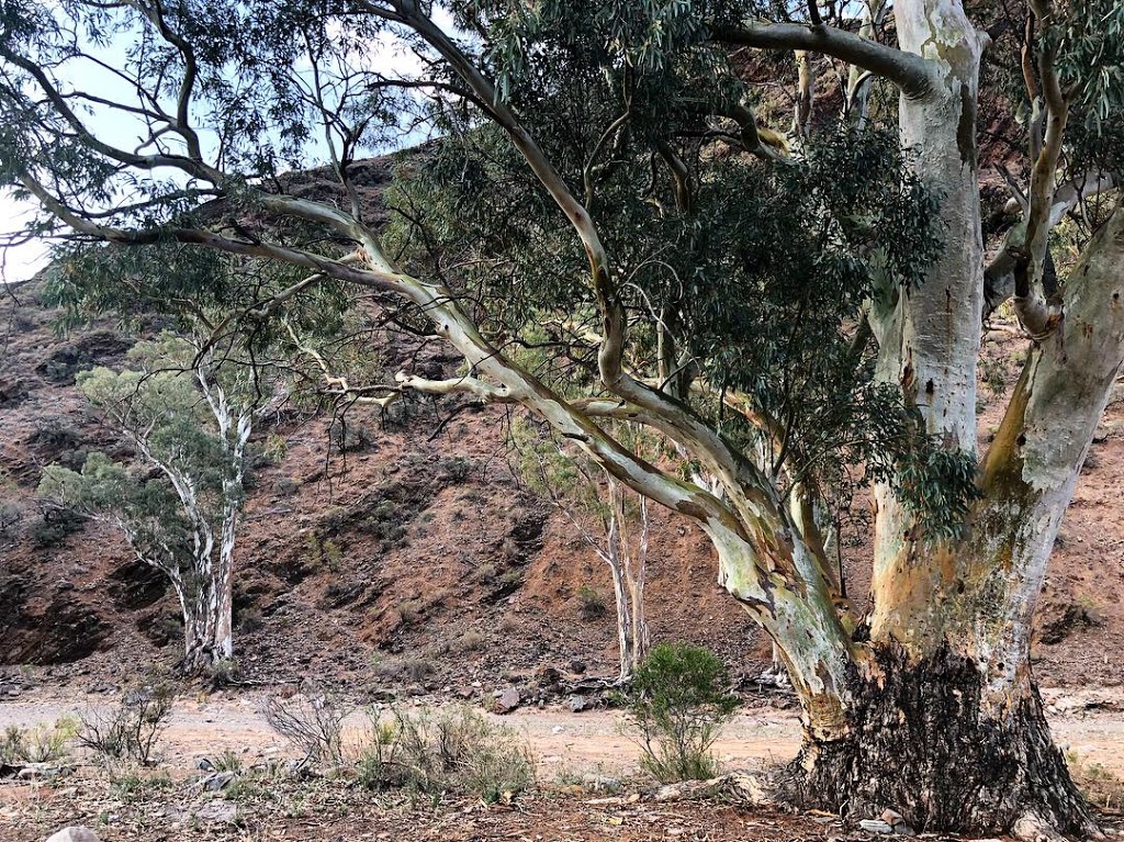 Parachilna Gorge Camp Ground | campground | Alpana SA 5730, Australia