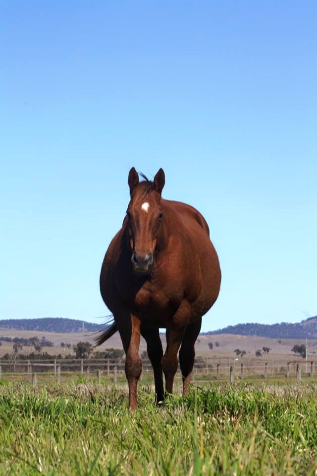 Edinglassie Thoroughbred Stud | 710 Denman Rd, Muswellbrook NSW 2333, Australia | Phone: 0412 045 694