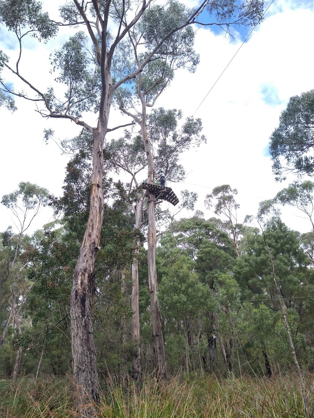 Trees Adventure - Yeodene Park | tourist attraction | 70 Possum Ridge Rd, Yeodene VIC 3249, Australia | 0352334696 OR +61 3 5233 4696