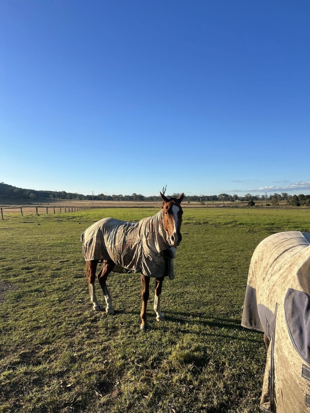 Someday Racing & Breeding | 363 Round Mountain Rd, Laravale QLD 4285, Australia | Phone: 0435 382 443