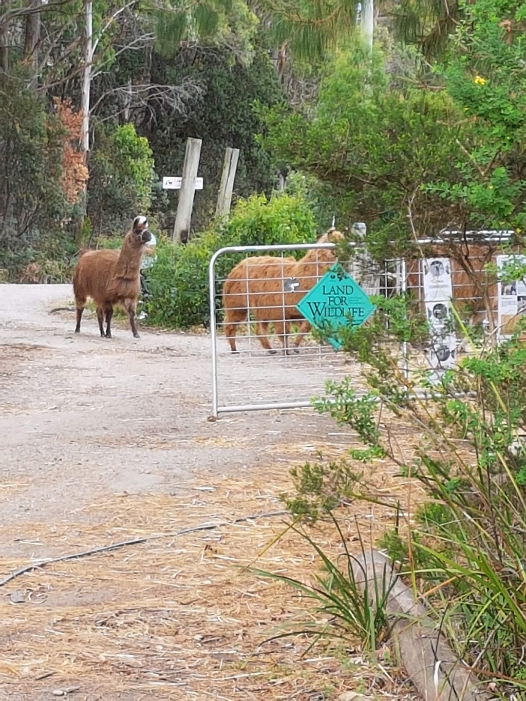 Llama Farma | zoo | 140 Christmas Hills Rd, Elizabeth Town TAS 7304, Australia | 0456081943 OR +61 456 081 943