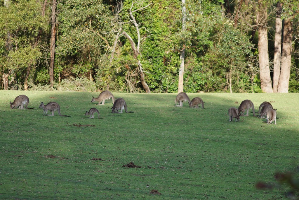 Kangaroo Valley Horse Riding | lodging | 24 Hillcrest View Ln, Kangaroo Valley NSW 2577, Australia | 0244651912 OR +61 2 4465 1912