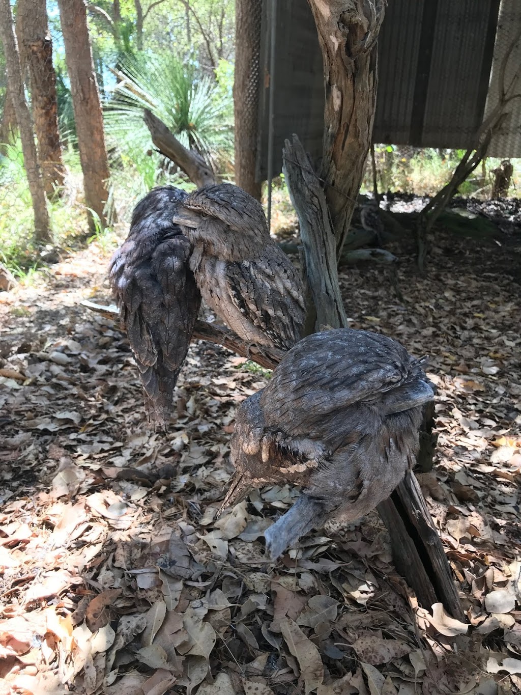 Eagles Heritage Raptor Wildlife Centre | 341 Boodjidup Rd, Margaret River WA 6285, Australia | Phone: (08) 9757 2960