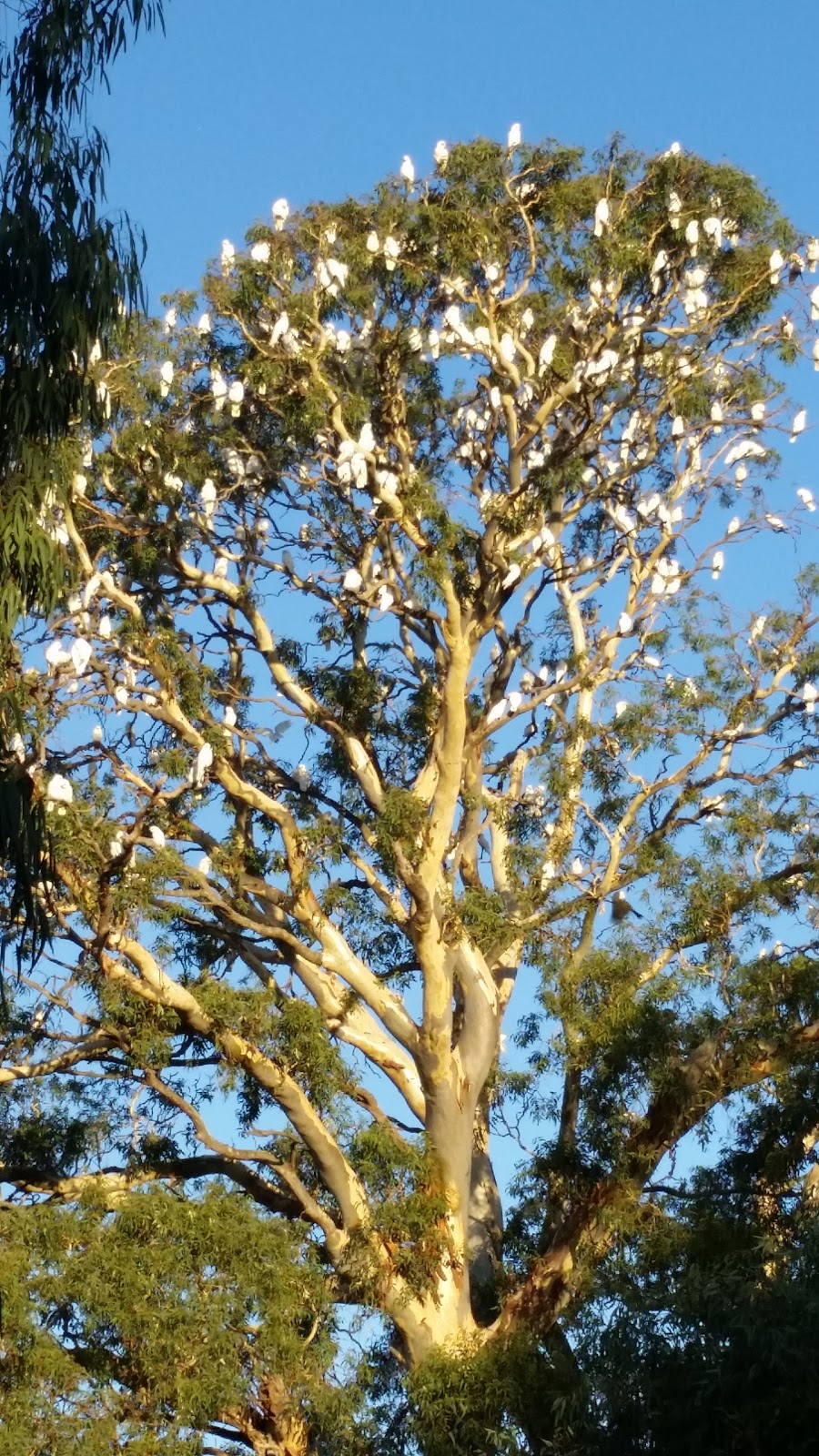 Laratinga Wetlands | park | Bald Hills Rd, Mount Barker SA 5251, Australia