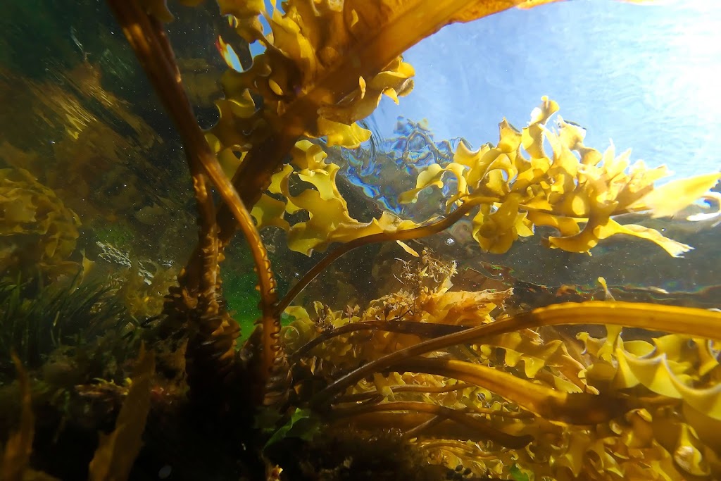 Marinova | 249 Kennedy Dr, Cambridge TAS 7170, Australia | Phone: (03) 6248 5800