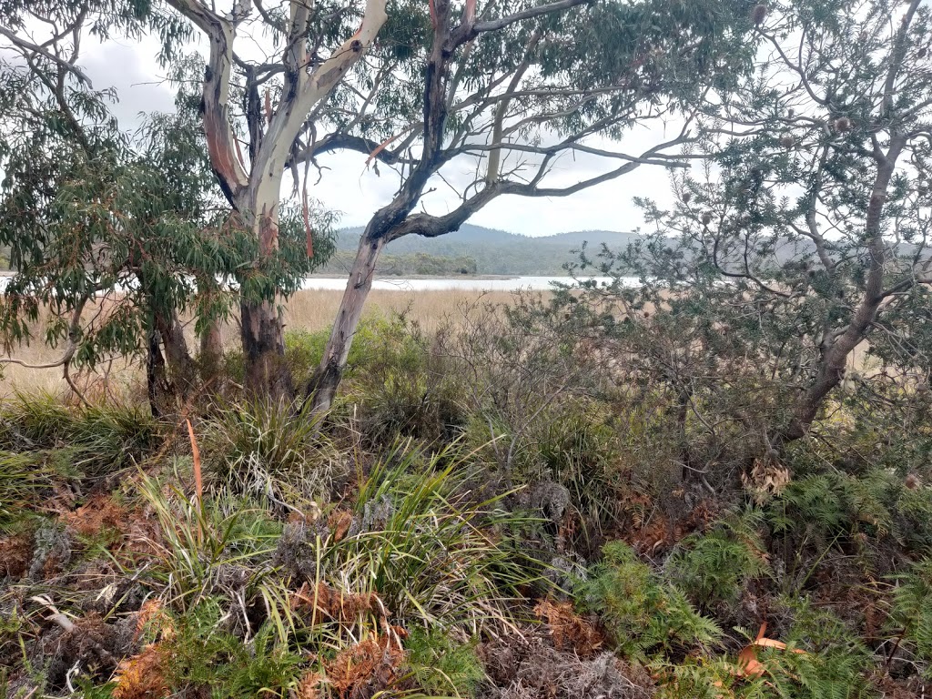 Winifred Curtis Reserve | park | 23282 Tasman Hwy, Scamander TAS 7215, Australia