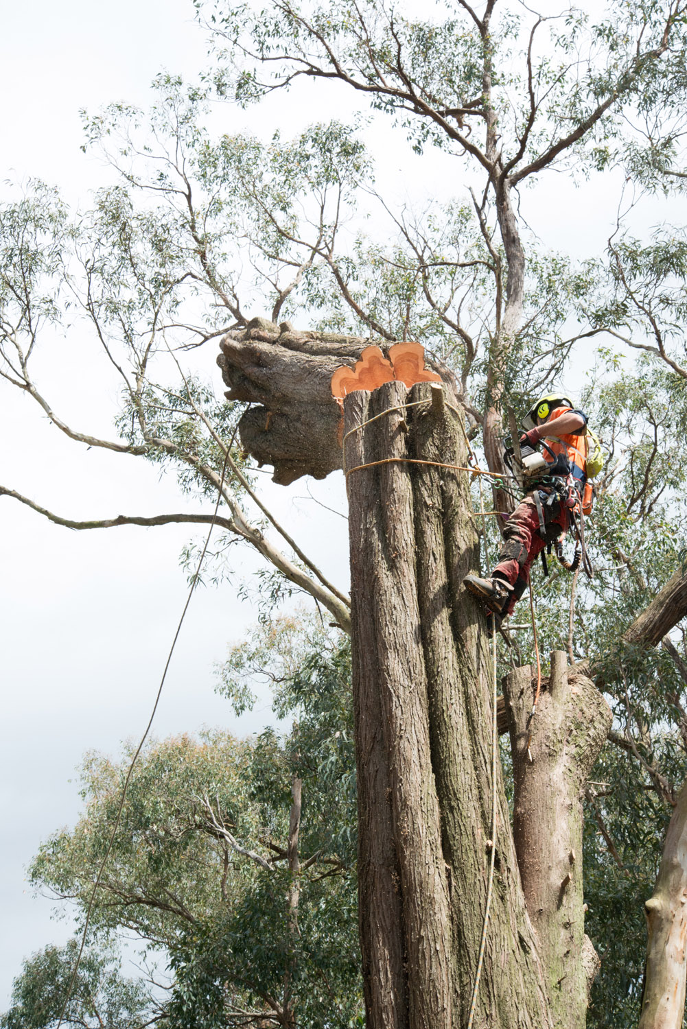 Tree Access VIC Pty Ltd |  | 45 Lewis Rd, Wandin North VIC 3139, Australia | 0458777452 OR +61 458 777 452