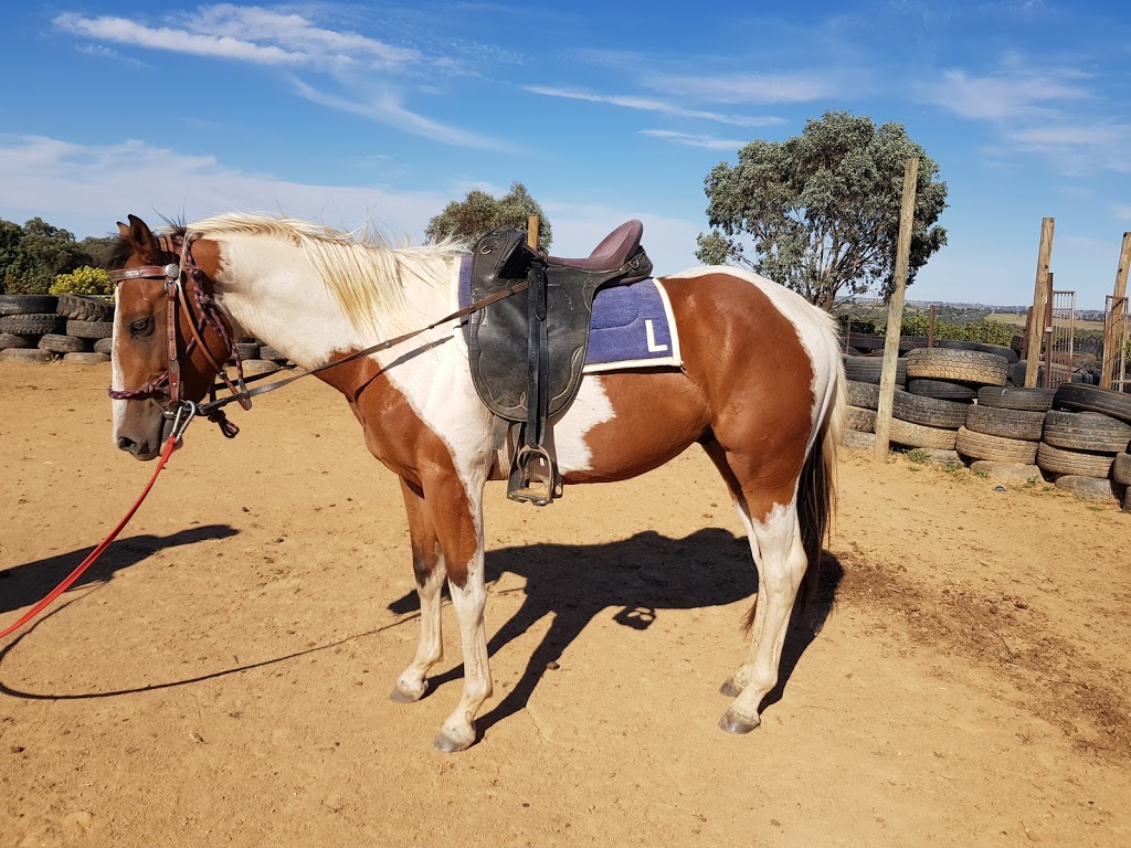 Buy and sell Training and breaking horse service | 49 Cherry Vale Pl, Young NSW 2594, Australia | Phone: 0458 275 879