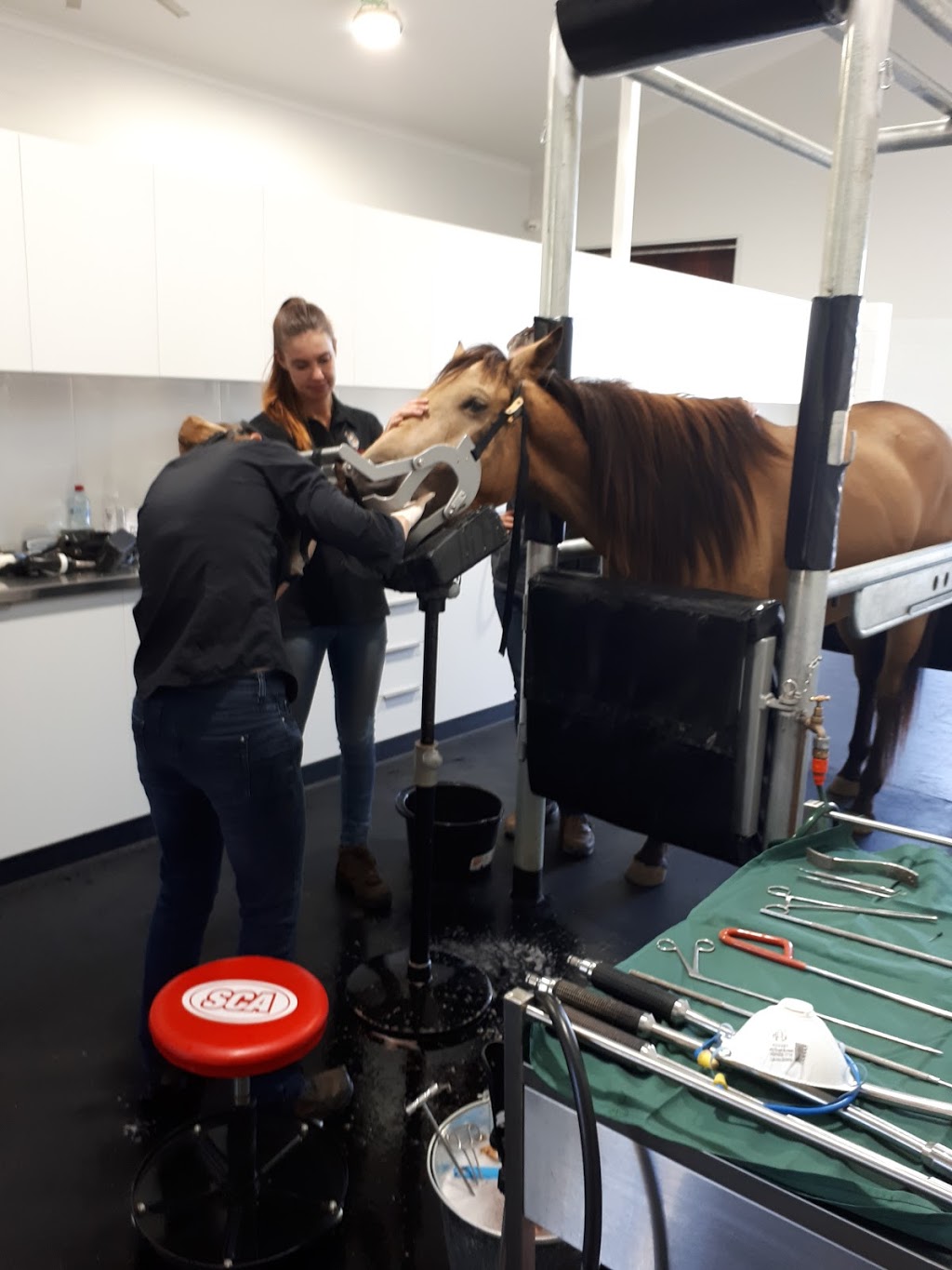 Dental Vet - Dr Kirsten Jackson | veterinary care | 440 Nicholson Rd, Forrestdale WA 6112, Australia | 0439956368 OR +61 439 956 368