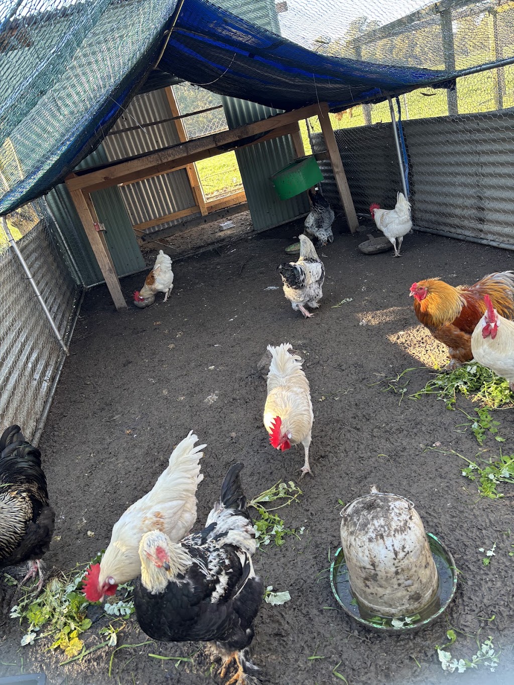 Yangs farm | 308 Steels Creek Rd, Yarra Glen VIC 3775, Australia | Phone: 0420 469 979