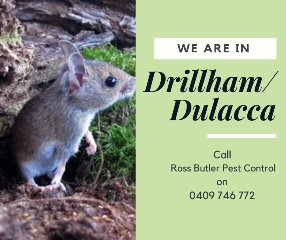 Ross Butler Pest Control | home goods store | 13A Nowland St, Chinchilla QLD 4413, Australia | 0409746772 OR +61 409 746 772