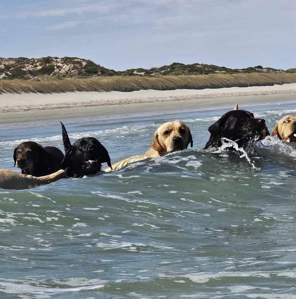 Jollab Labradors | 17736 Princes Hwy, Taratap SA 5264, Australia | Phone: 0422 138 074