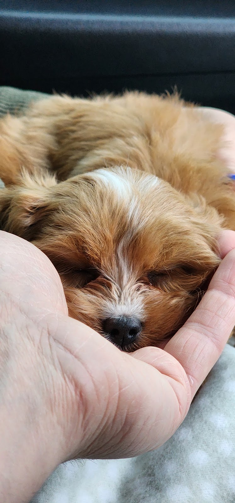 Rovers Run Puppies | 114-116 Smiths Ln, Pearcedale VIC 3912, Australia | Phone: 0493 135 429
