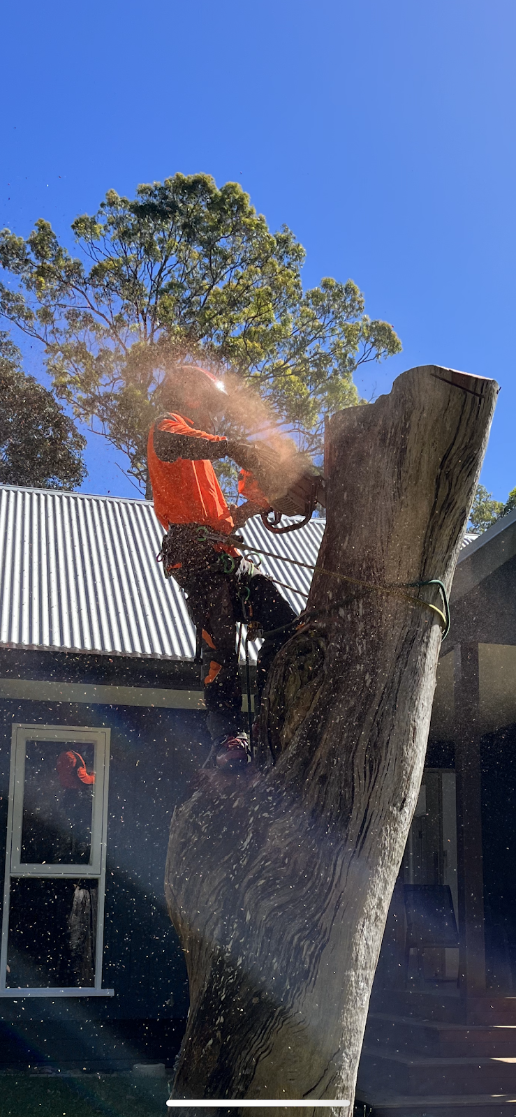 Doonan Tree Service | Wattlebird Dr, Doonan QLD 4562, Australia | Phone: 0497 049 940