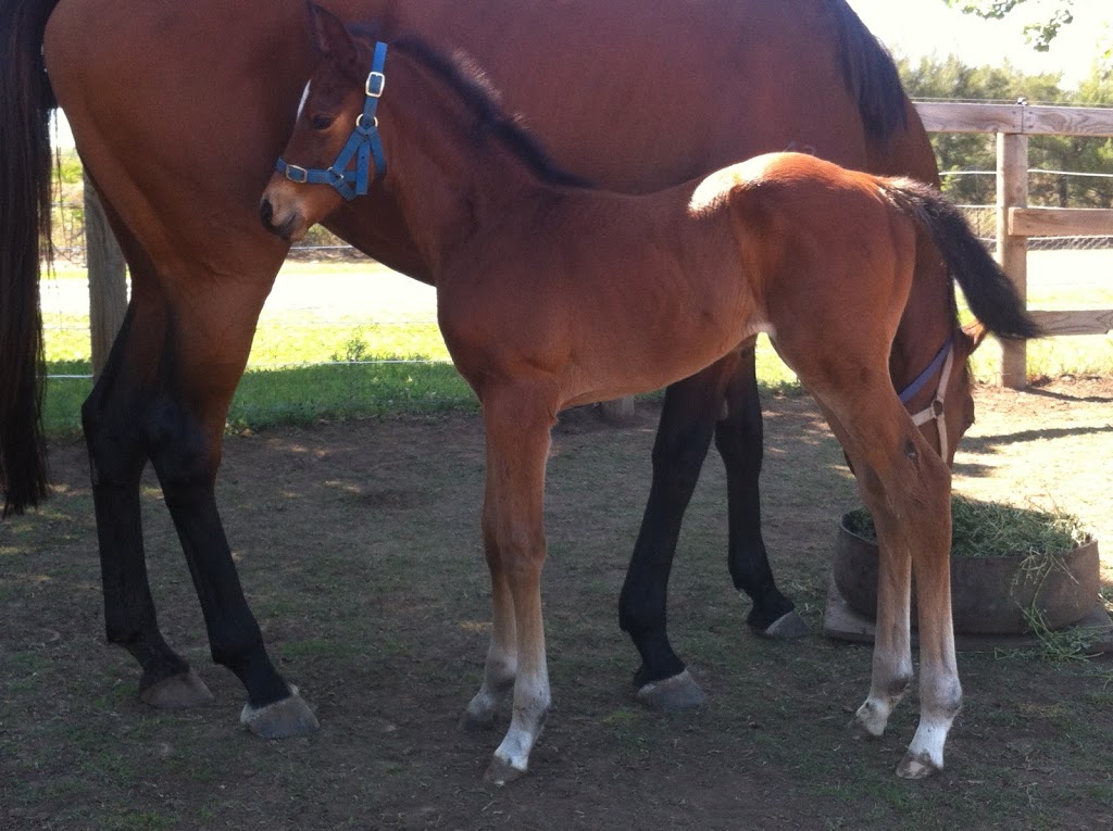 Abbey Thoroughbreds | 30 Denman Rd, Muswellbrook NSW 2333, Australia | Phone: 0418 429 630