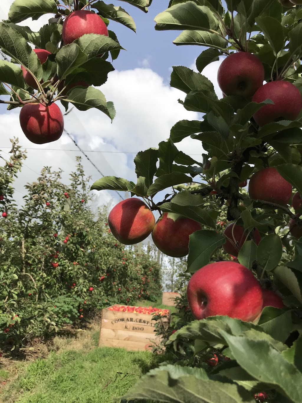 Coorara Estate Apples | 1560 Mount McIntyre Rd, Kalangadoo SA 5278, Australia | Phone: 0438 393 027