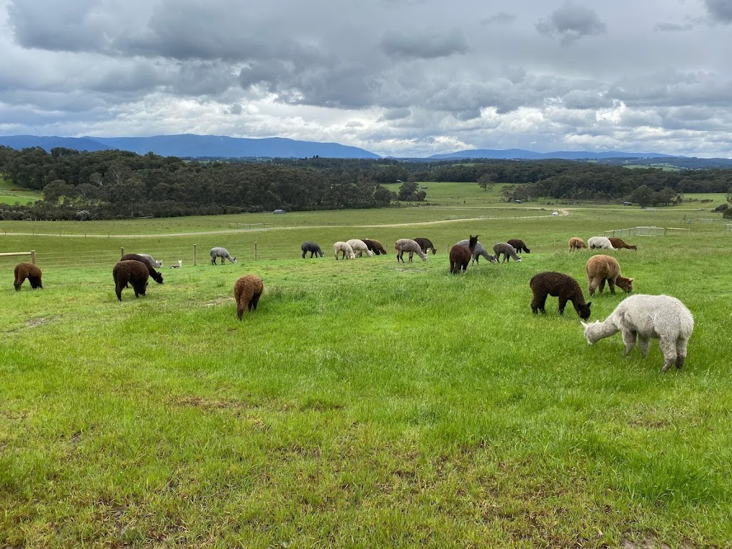 Lalirra Yellingbo Alpacas | Taylor Rd, Yellingbo VIC 3139, Australia | Phone: 0403 725 742
