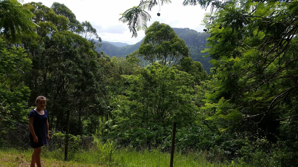 Nicoll Scrub National Park | 745 Tomewin Mountain Rd, Currumbin Valley QLD 4223, Australia