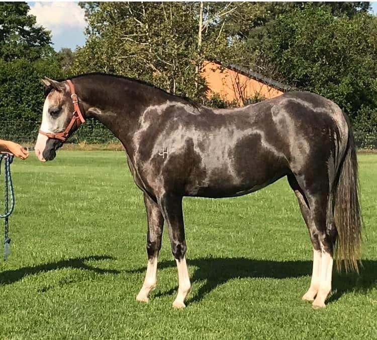 THE Welsh Pony & Cob Society of Australia Inc. | 20/14-17 Hogan Ct, Pakenham VIC 3810, Australia | Phone: (03) 5941 3288