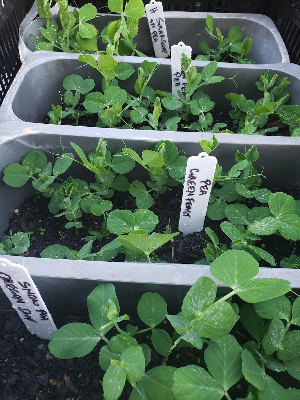 Sundrenched Seedlings Garden Centre | 88/90 Queen Elizabeth Dr, Coraki NSW 2471, Australia | Phone: 0401 367 323