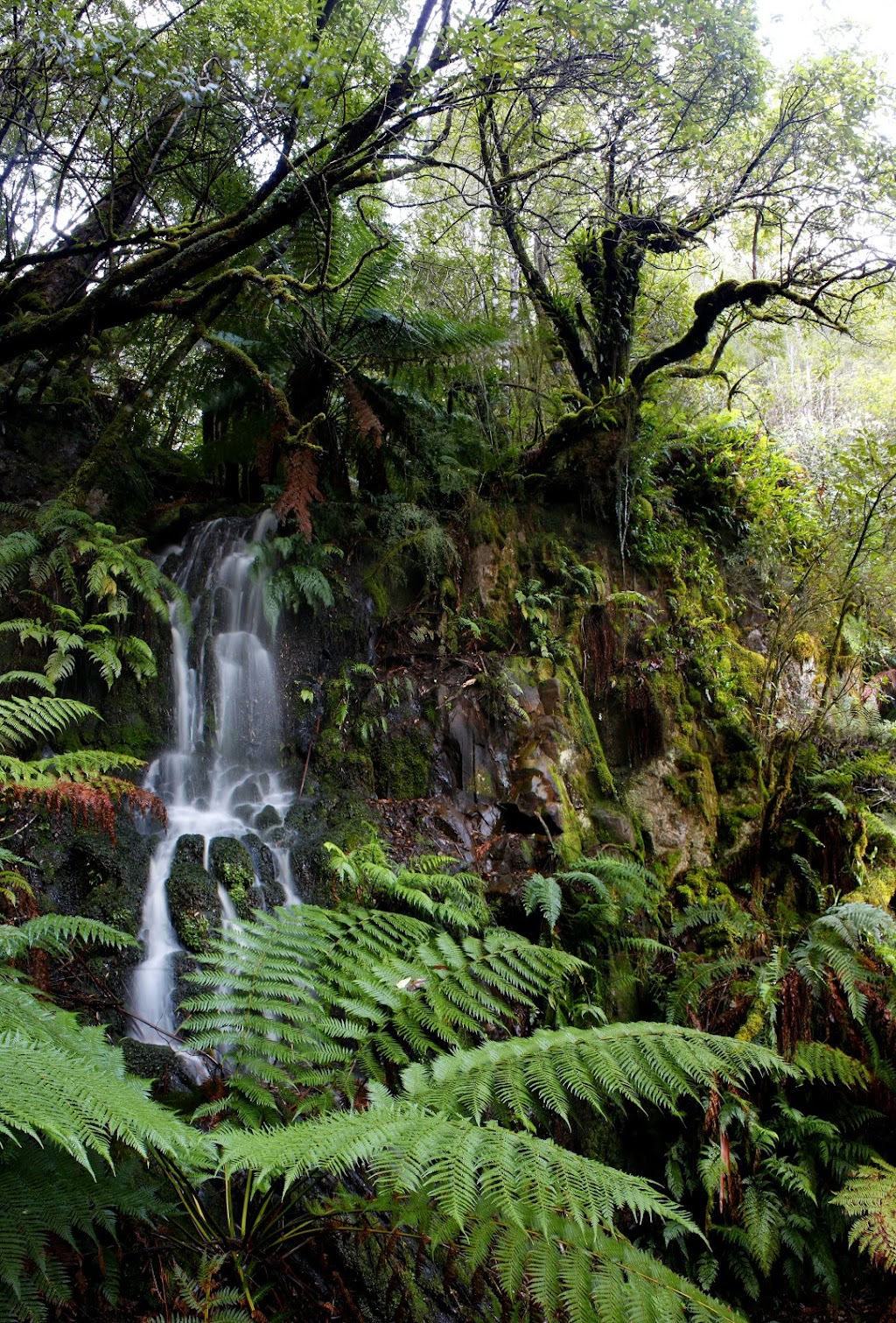 Hidden Falls | tourist attraction | Browns Rd, Ranelagh TAS 7109, Australia | 0362642233 OR +61 3 6264 2233