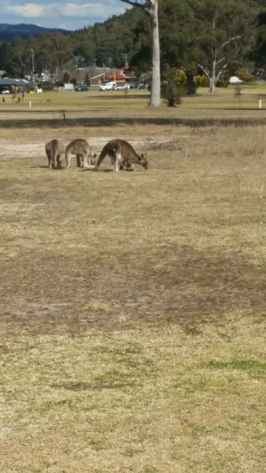 Stanthorpe Club | 54 Amosfield Rd, Stanthorpe QLD 4380, Australia | Phone: (07) 4681 1276