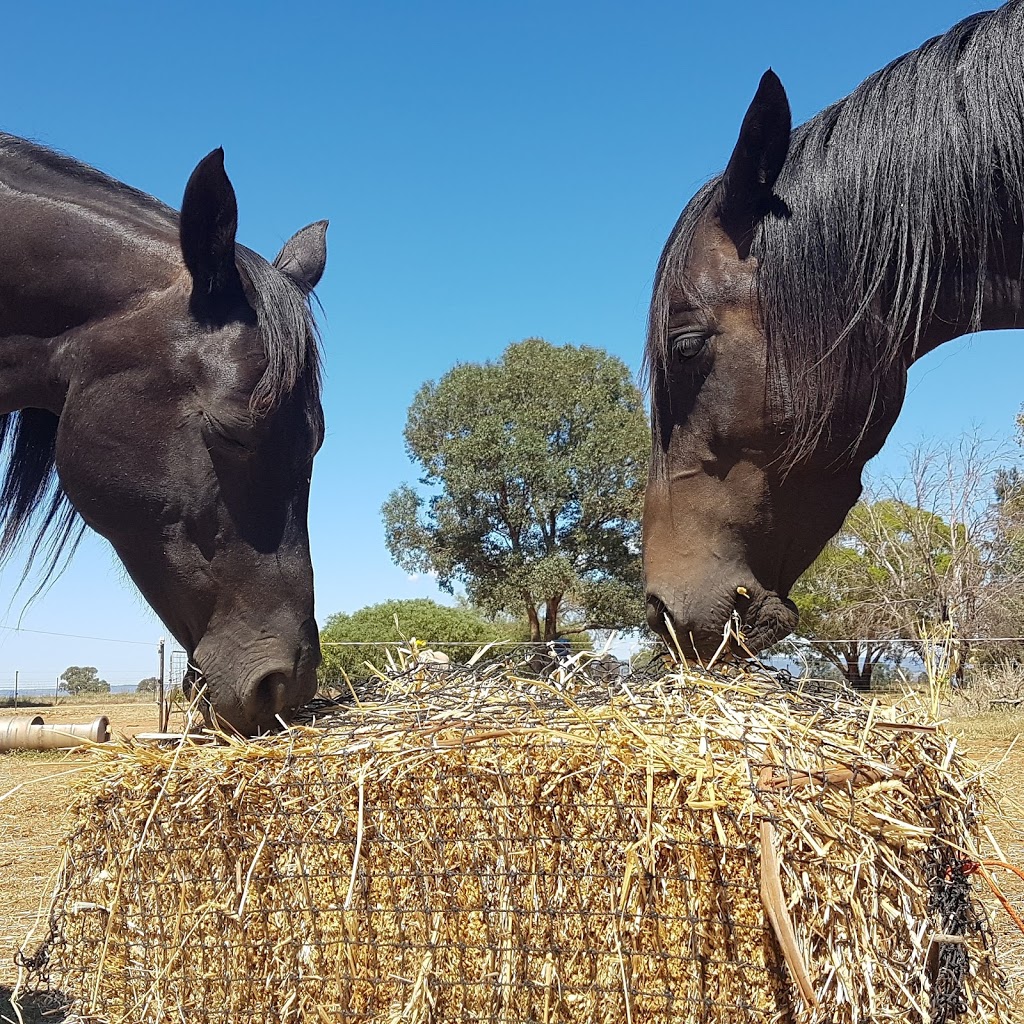 GutzBusta Hay Nets / All Bare with Natural Hoof Care | 998 N Logan Rd, Cowra NSW 2794, Australia | Phone: 0418 282 097