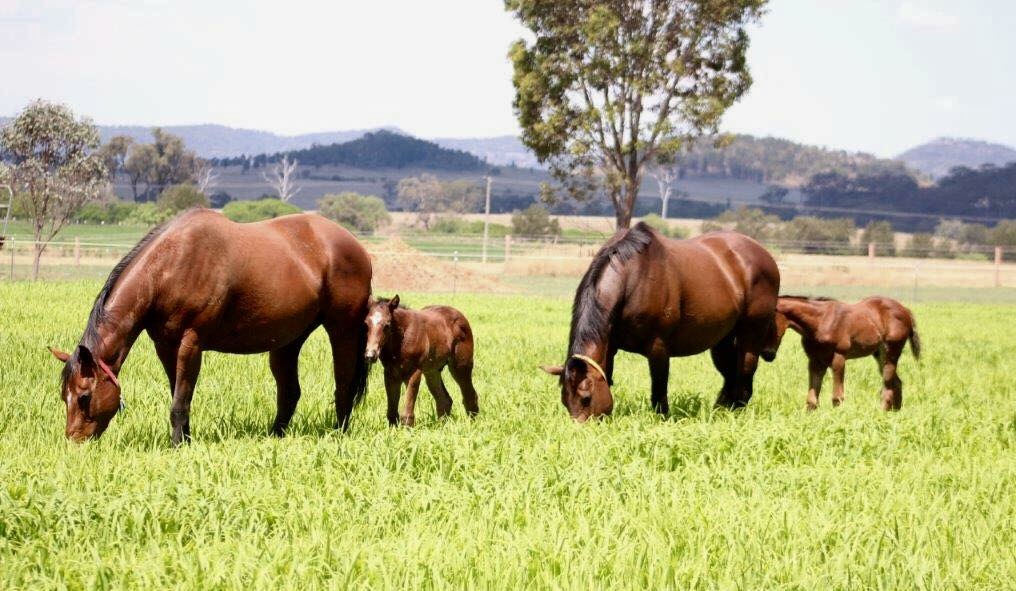 Kirk’s Bridge Farm | 1450 Bylong Valley Way, Baerami NSW 2333, Australia | Phone: 0437 964 003