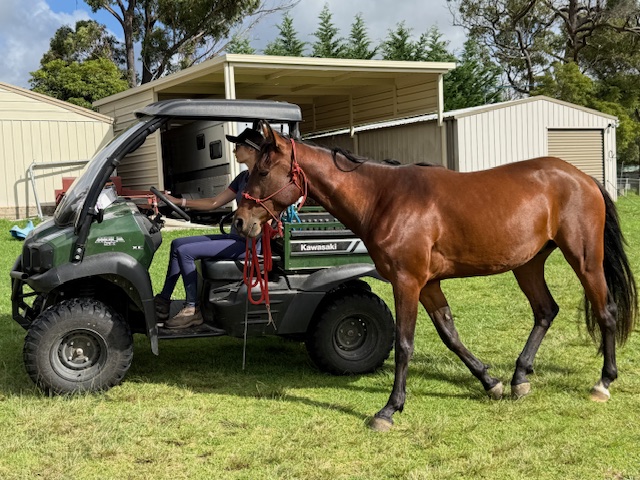 Confetti Equestrian and Appaloosas | 10 Boundary Rd, Buxton NSW 2571, Australia | Phone: 0403 132 905
