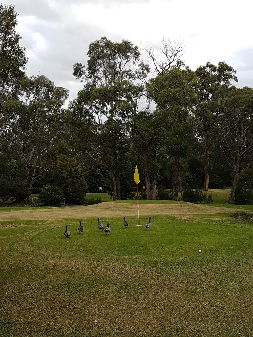 Heathmont Golf Park | 341 Canterbury Rd, Bayswater North VIC 3153, Australia | Phone: (03) 9729 8861