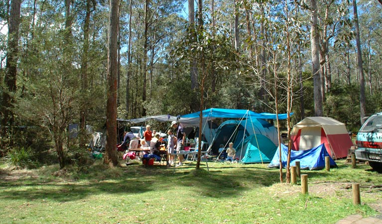 Thungutti campground | campground | Tea Tree Falls Walk, Ebor NSW 2453, Australia | 0266572309 OR +61 2 6657 2309