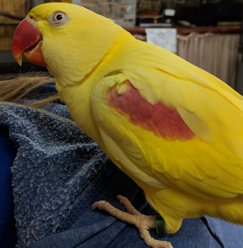 Golden Gem Birds | pet store | 6/1173-1181 Main N Rd, Pooraka SA 5095, Australia | 0882606540 OR +61 8 8260 6540